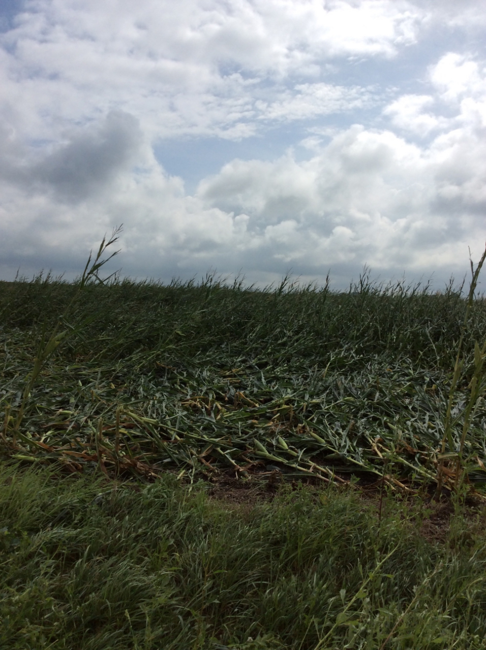 Example of corn flattened near the start of the track