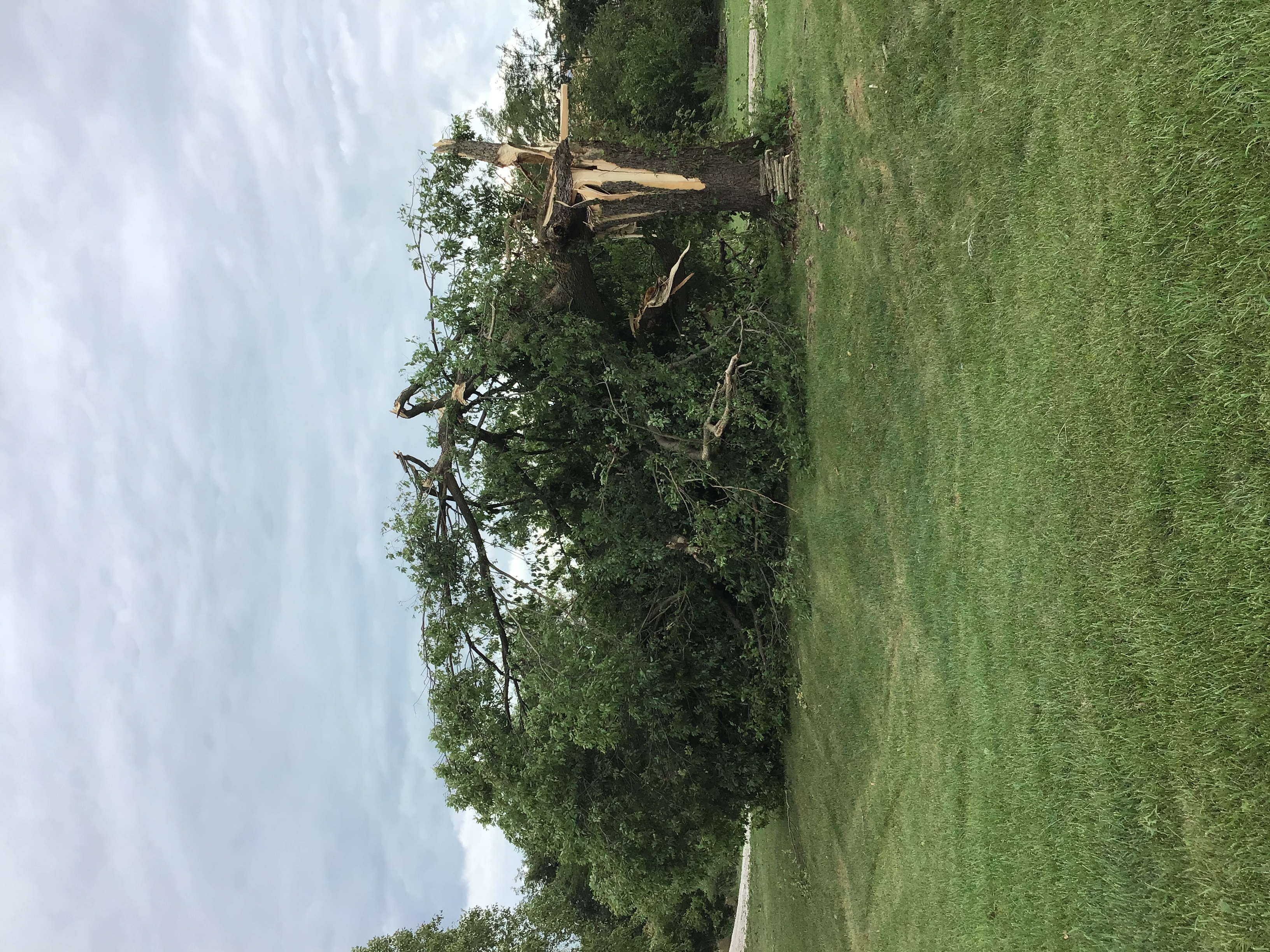 Tree damage photo