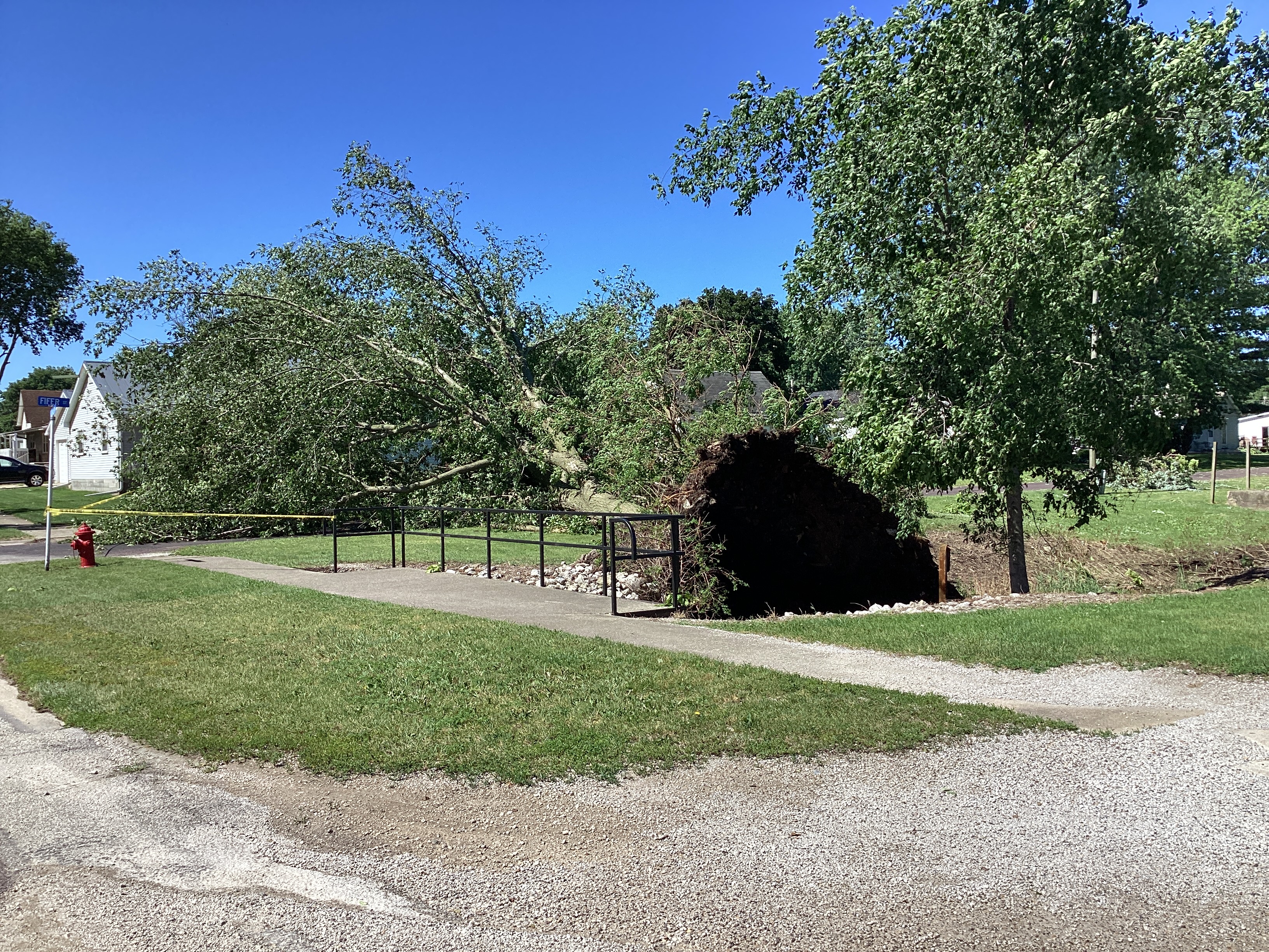 Uprooted tree in Colfax