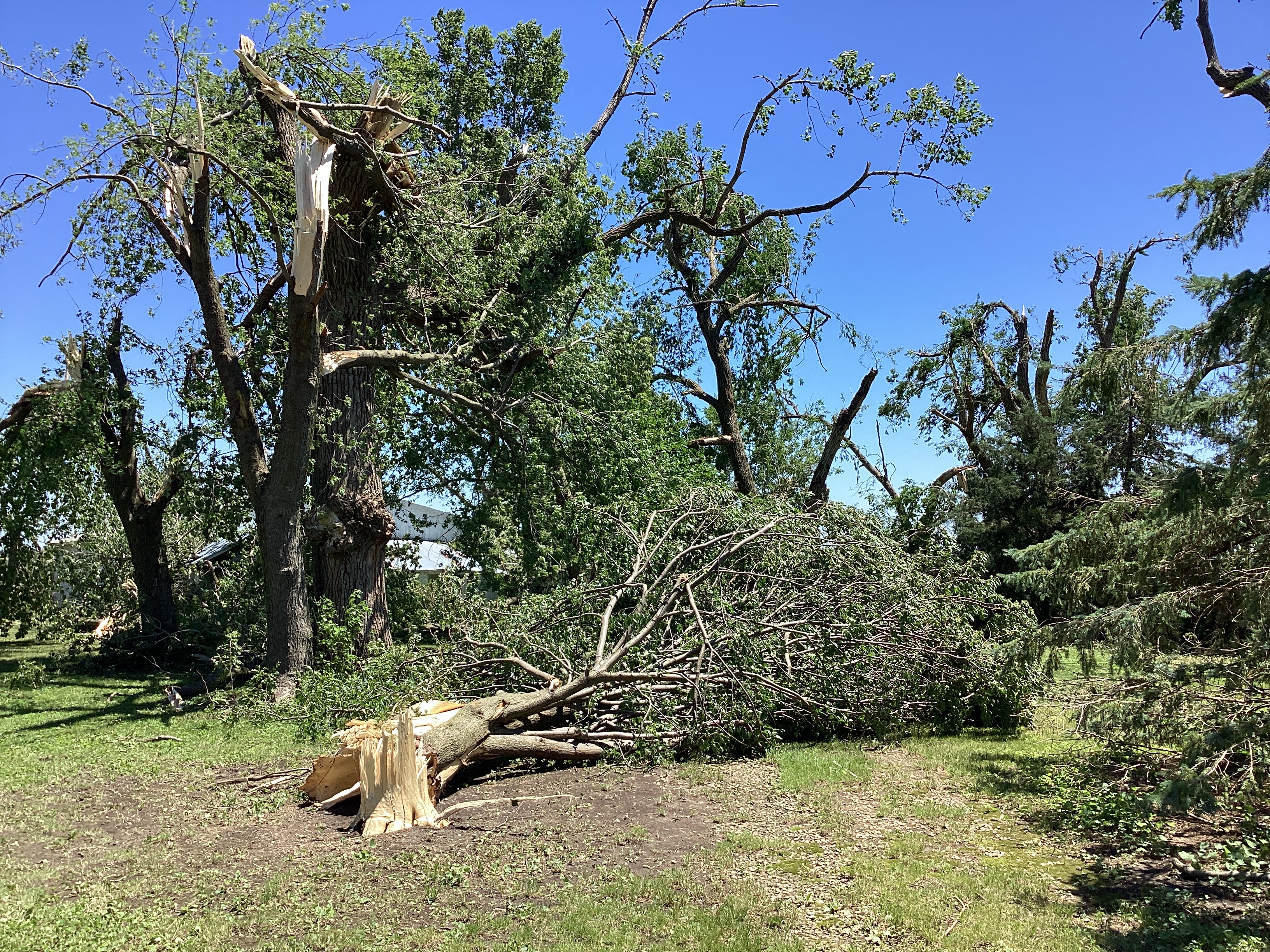 Trees snapped on the Ford County line