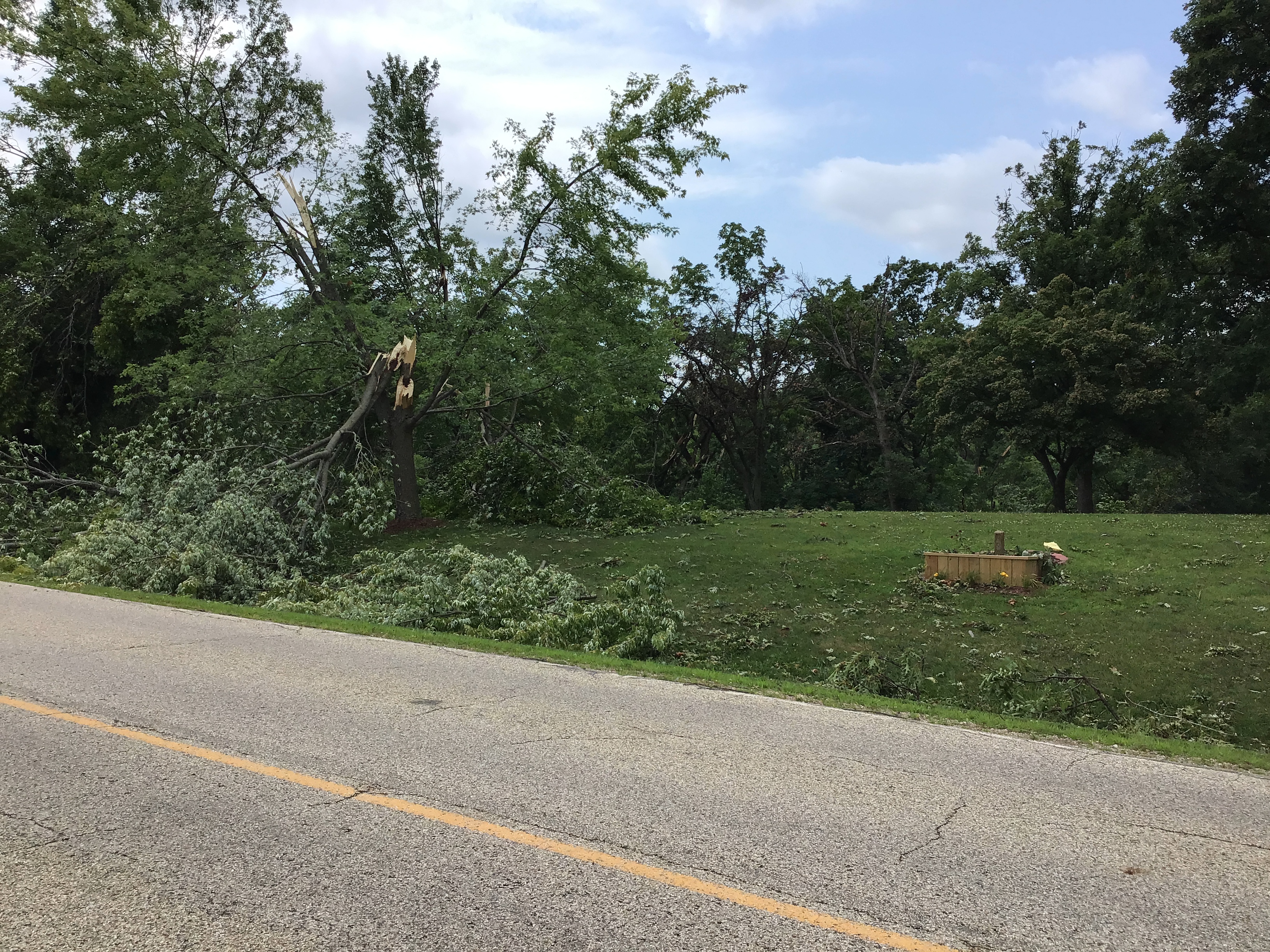 Tree damage on Tax School Rd