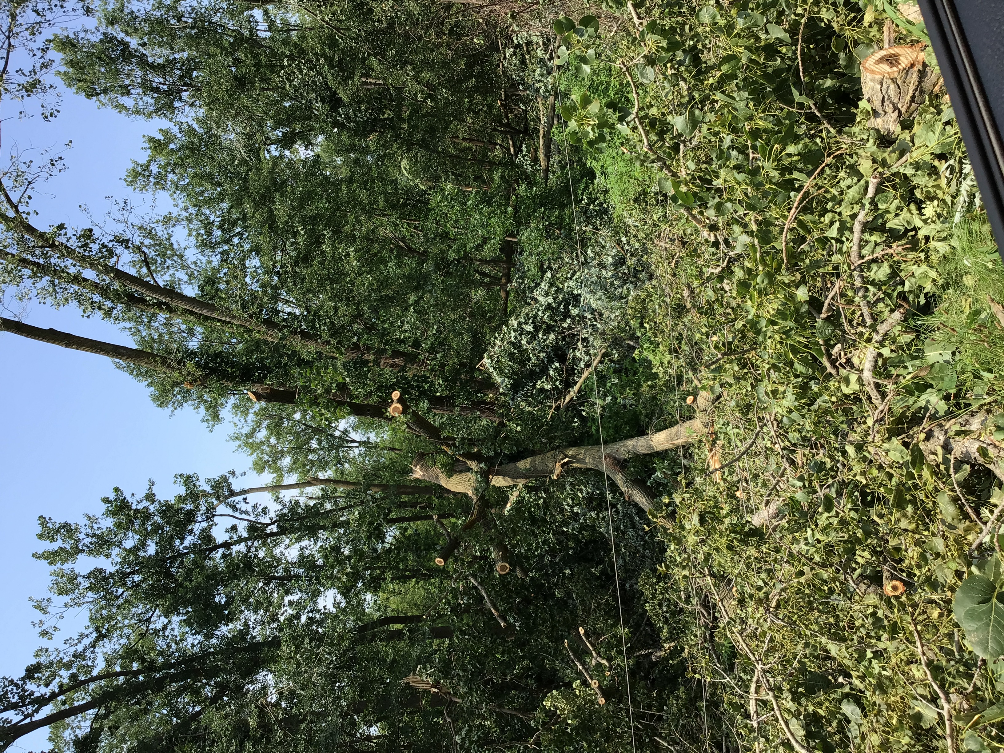 Tree damage near the start of the track