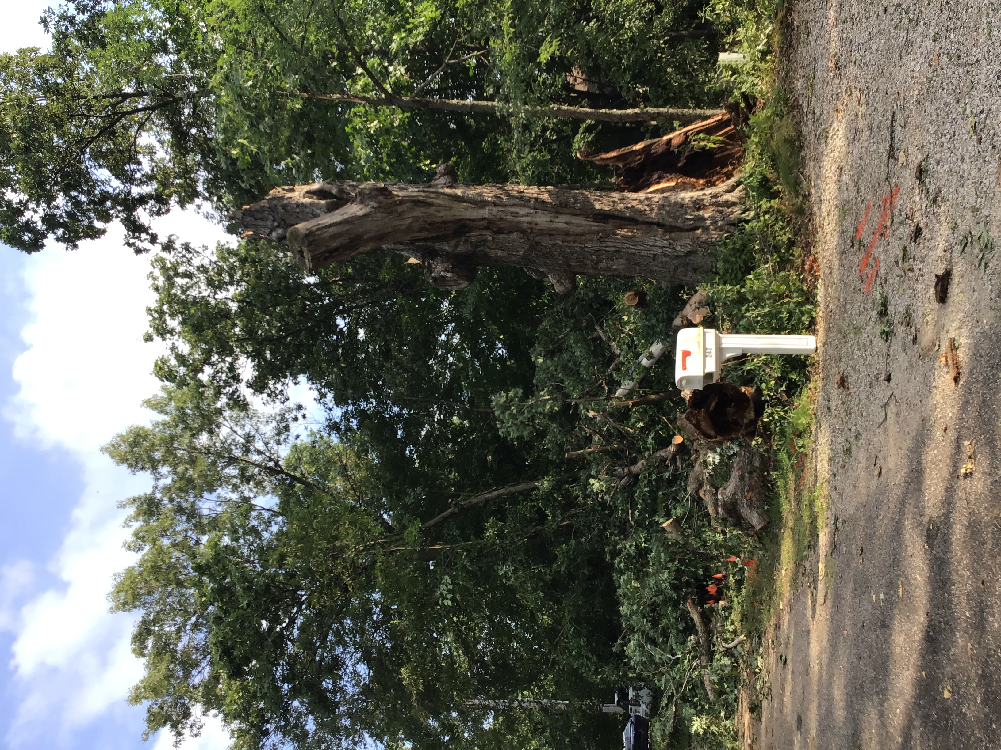 Tree snapped near Lake Wildwood
