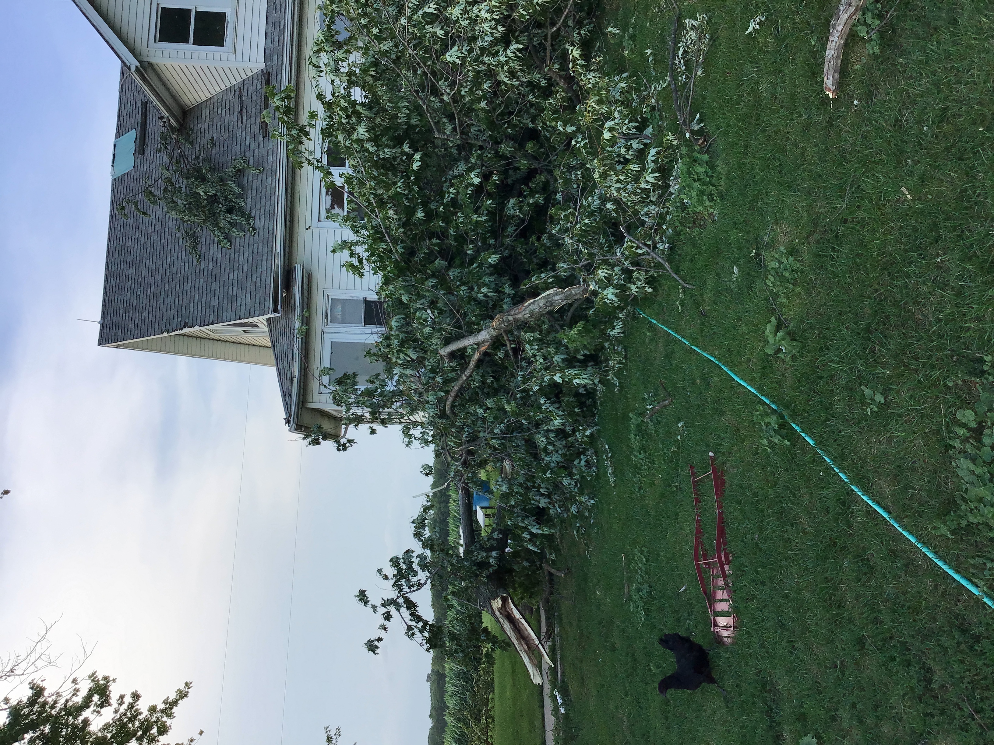 Tree branches down near the end of the track