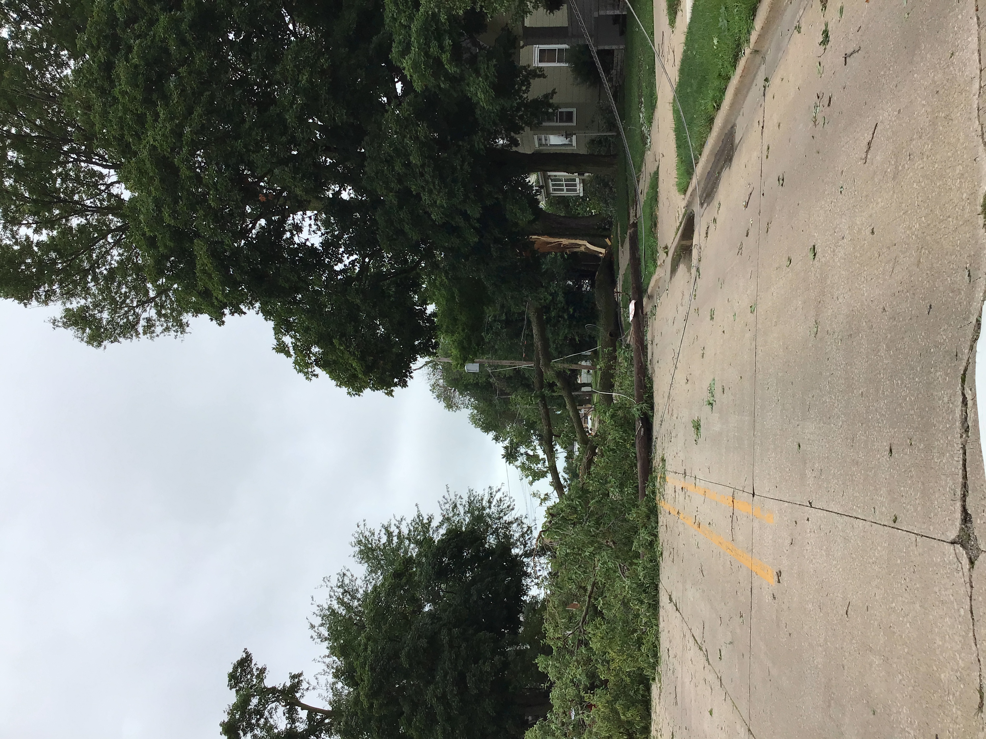 Tree damage in Morton