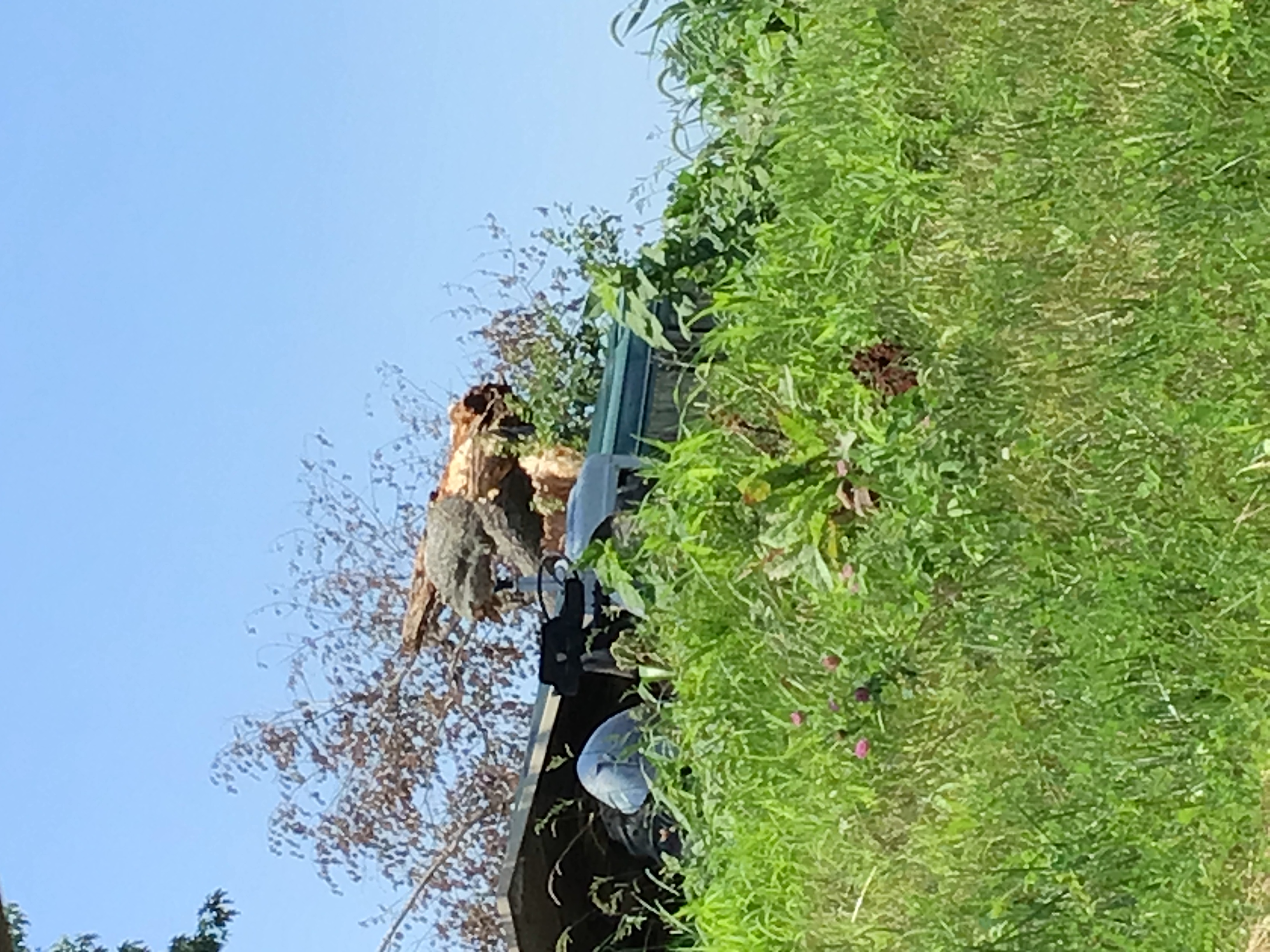 Large tree snapped near Alta