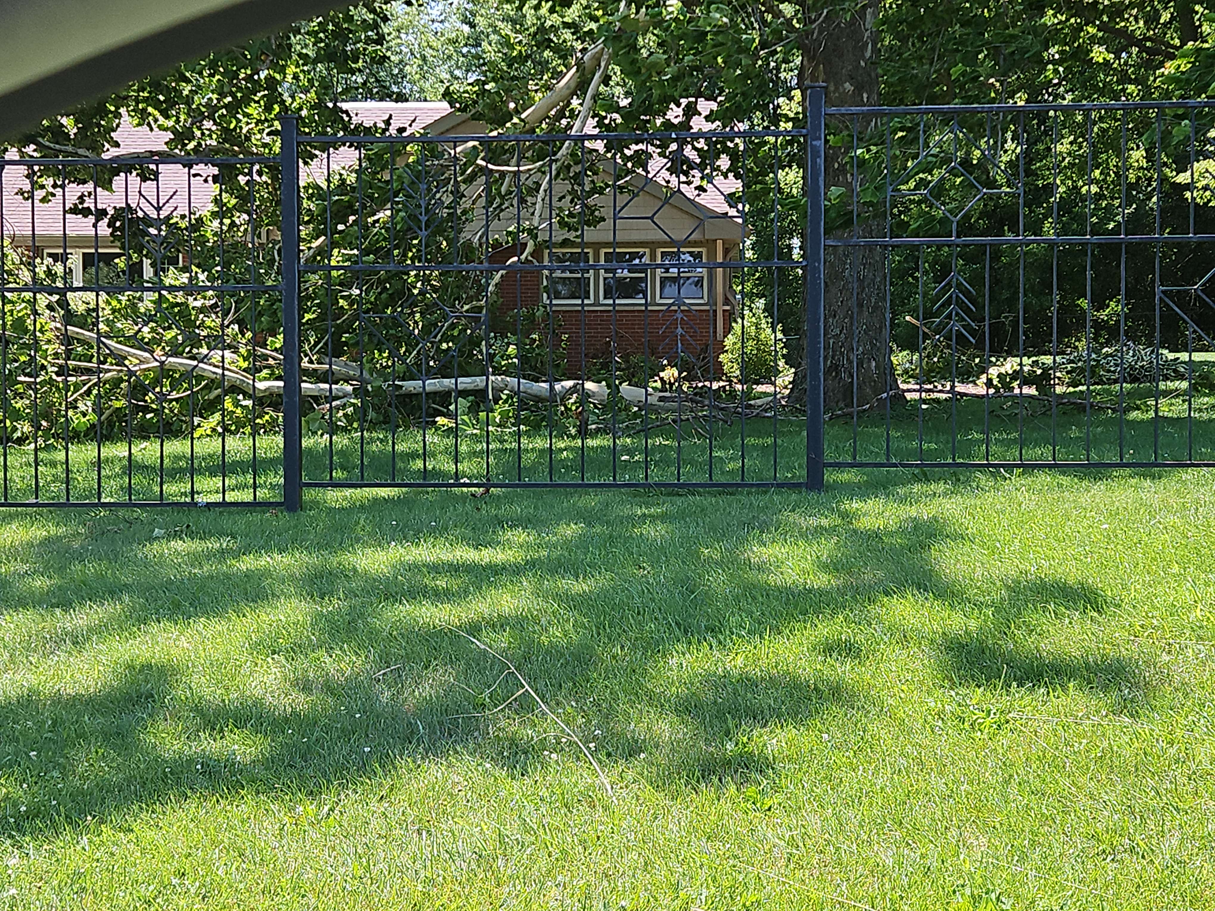 Tree damage near Alta