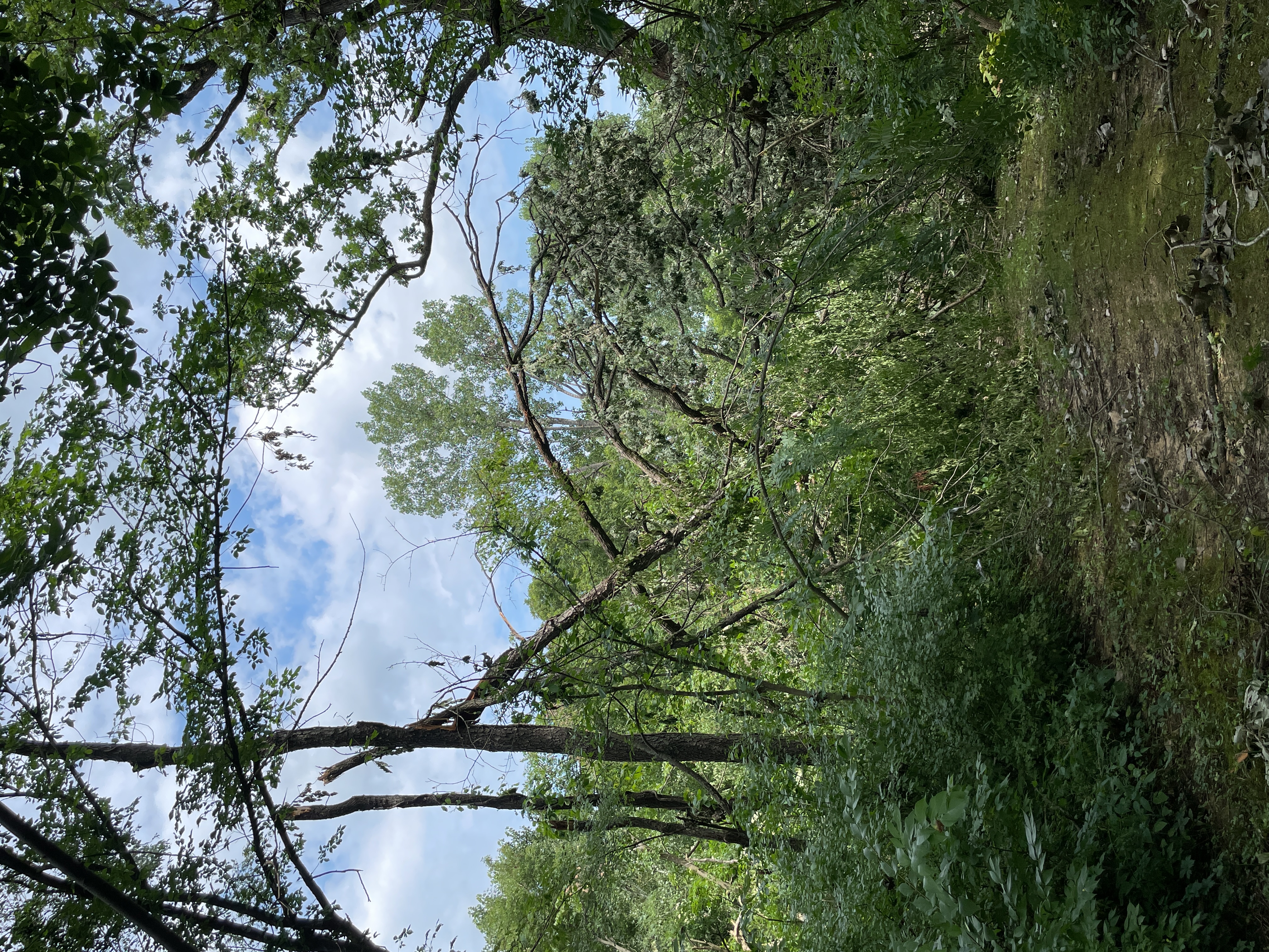 Tree damage west of Dunlap