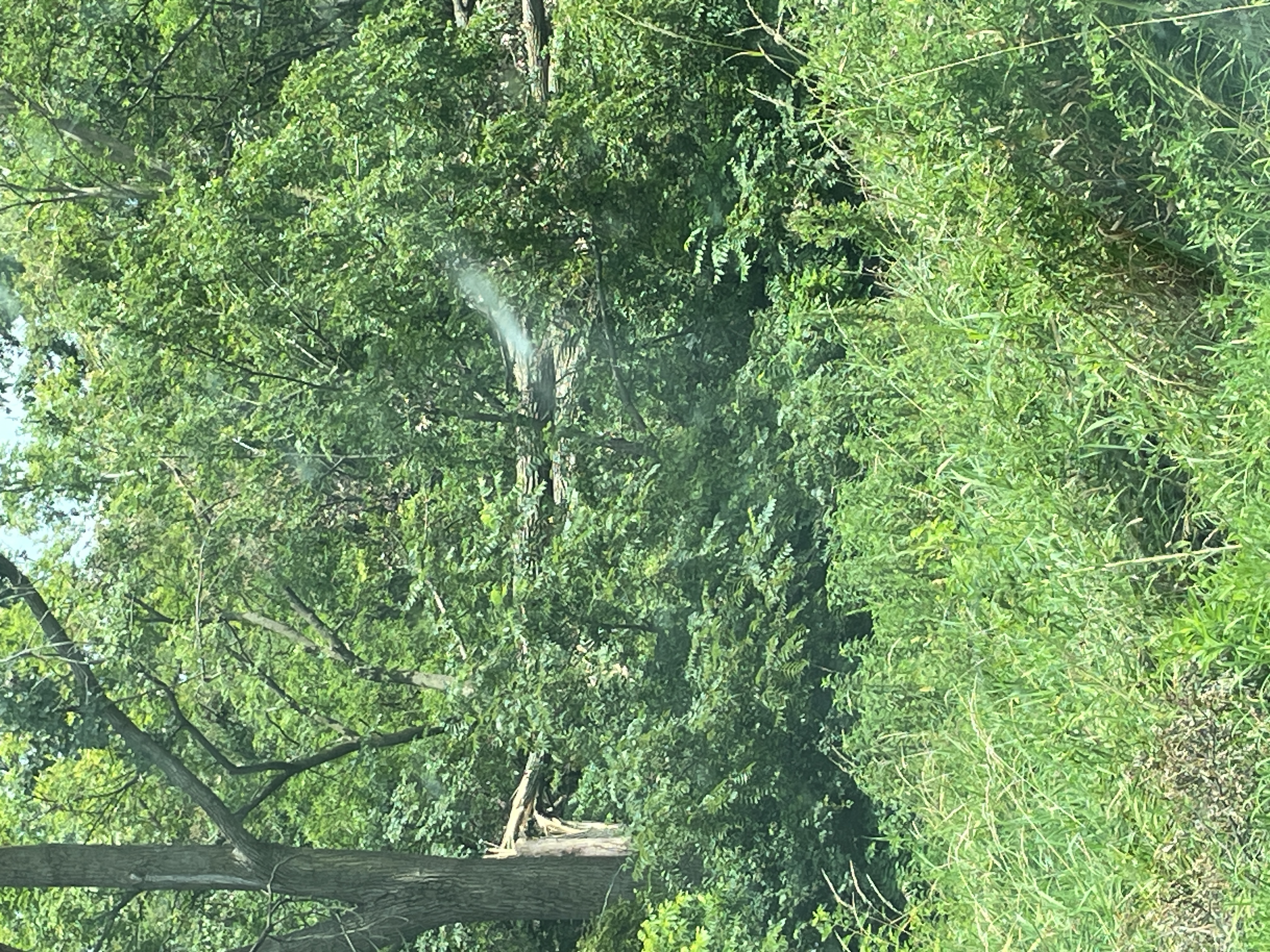 Tree damage near end of track