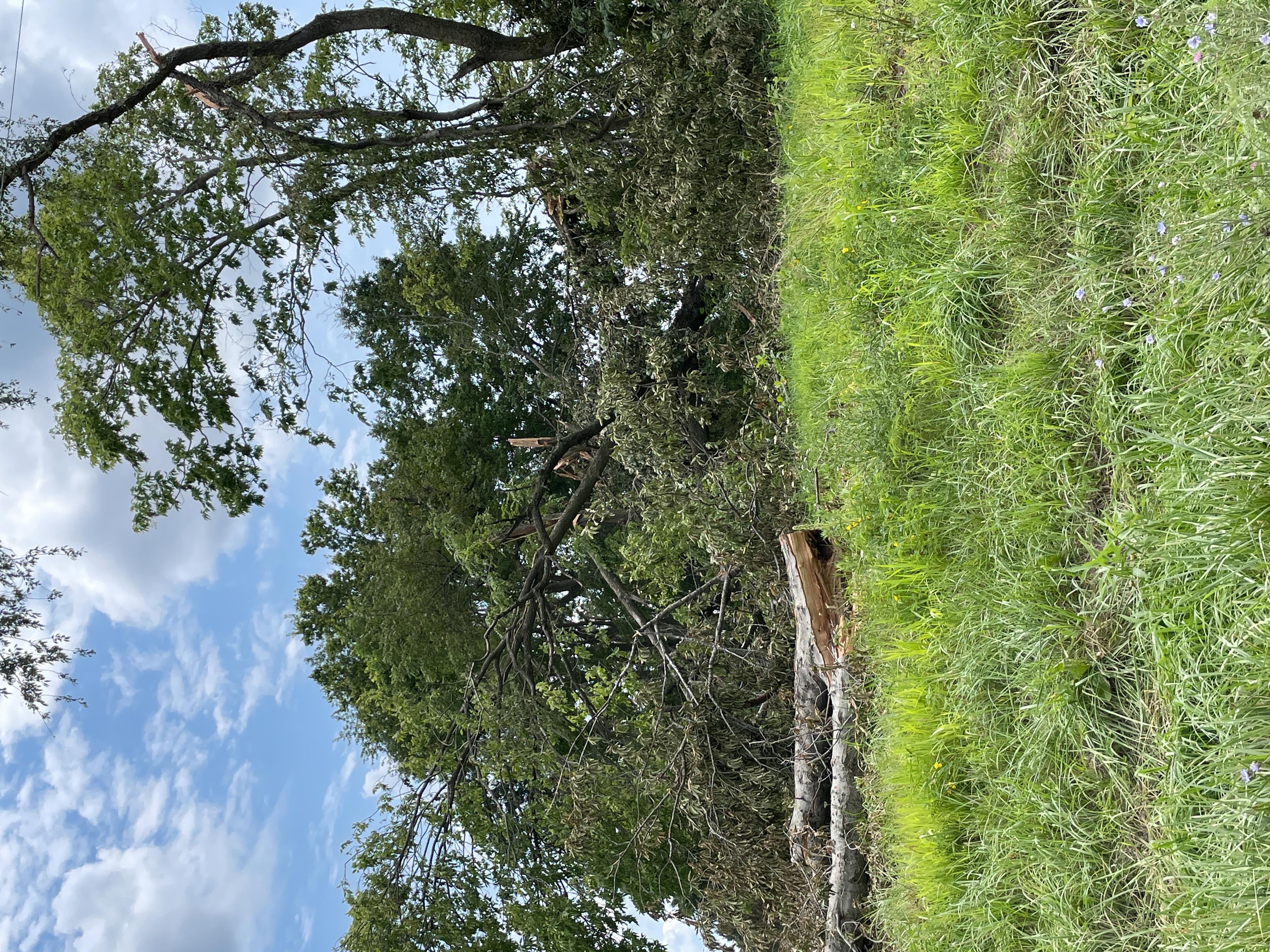 Tree damage west of Elmore