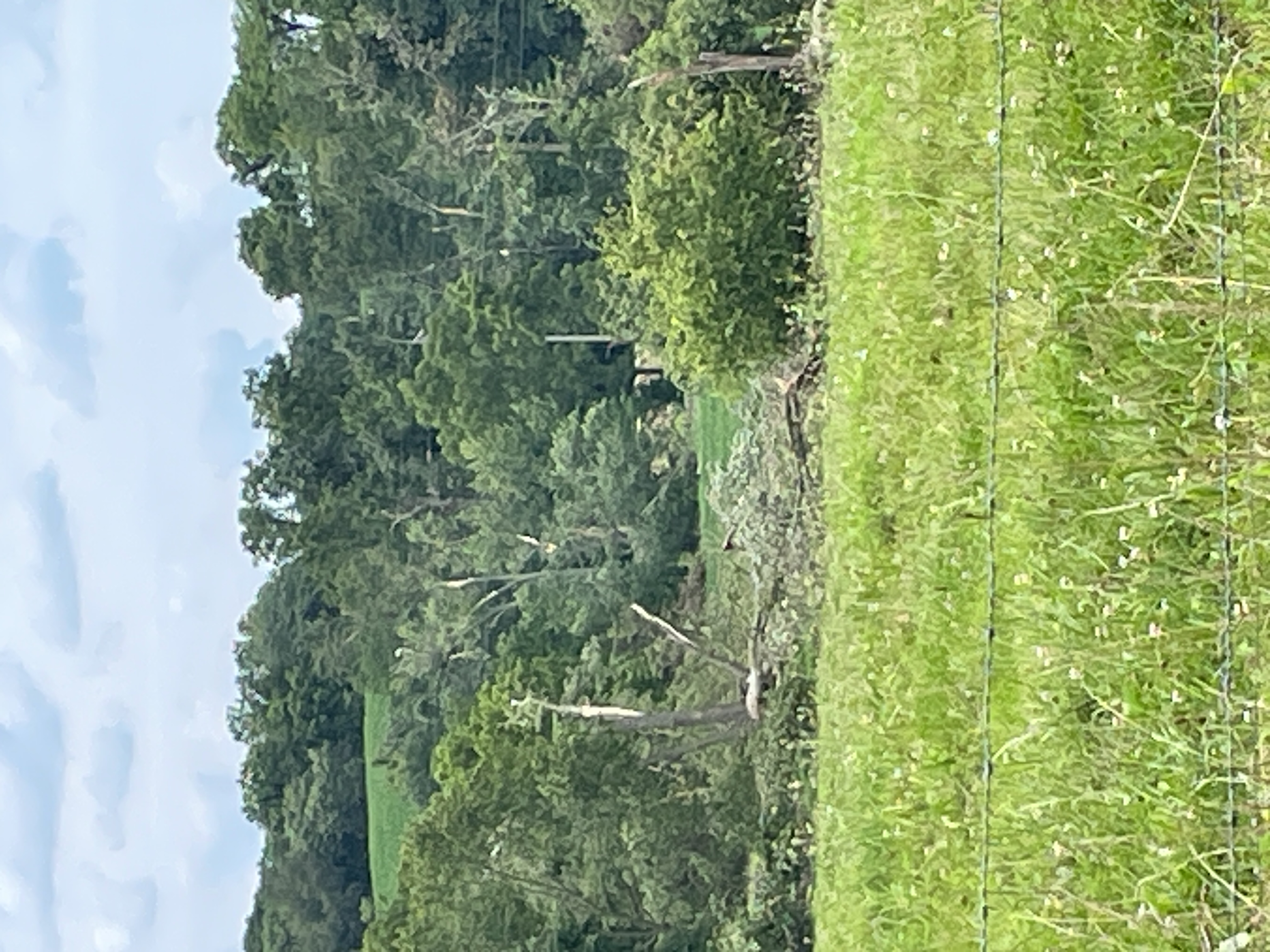 Trees damaged west of Elmore