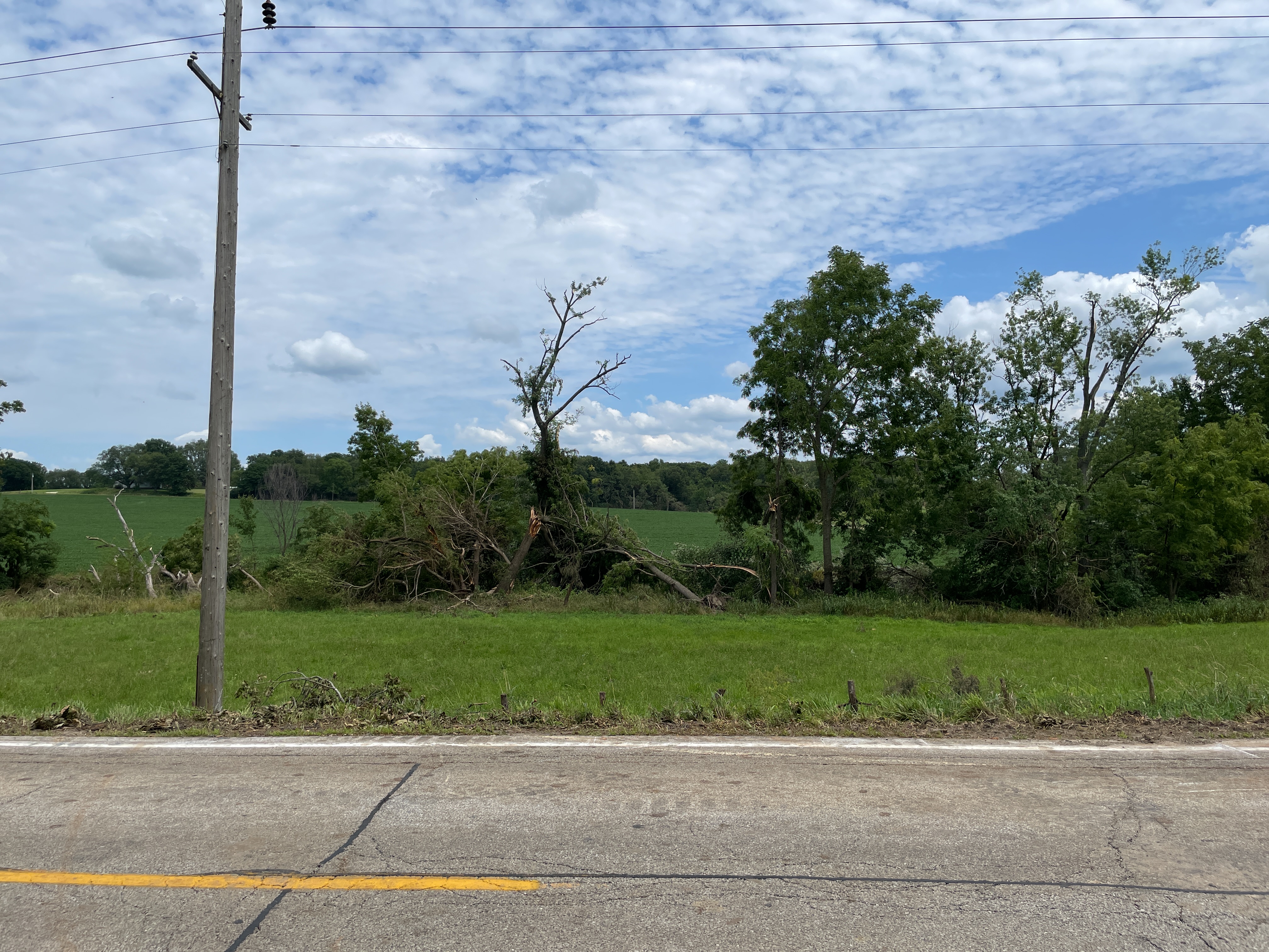 Tree damage west of Elmore