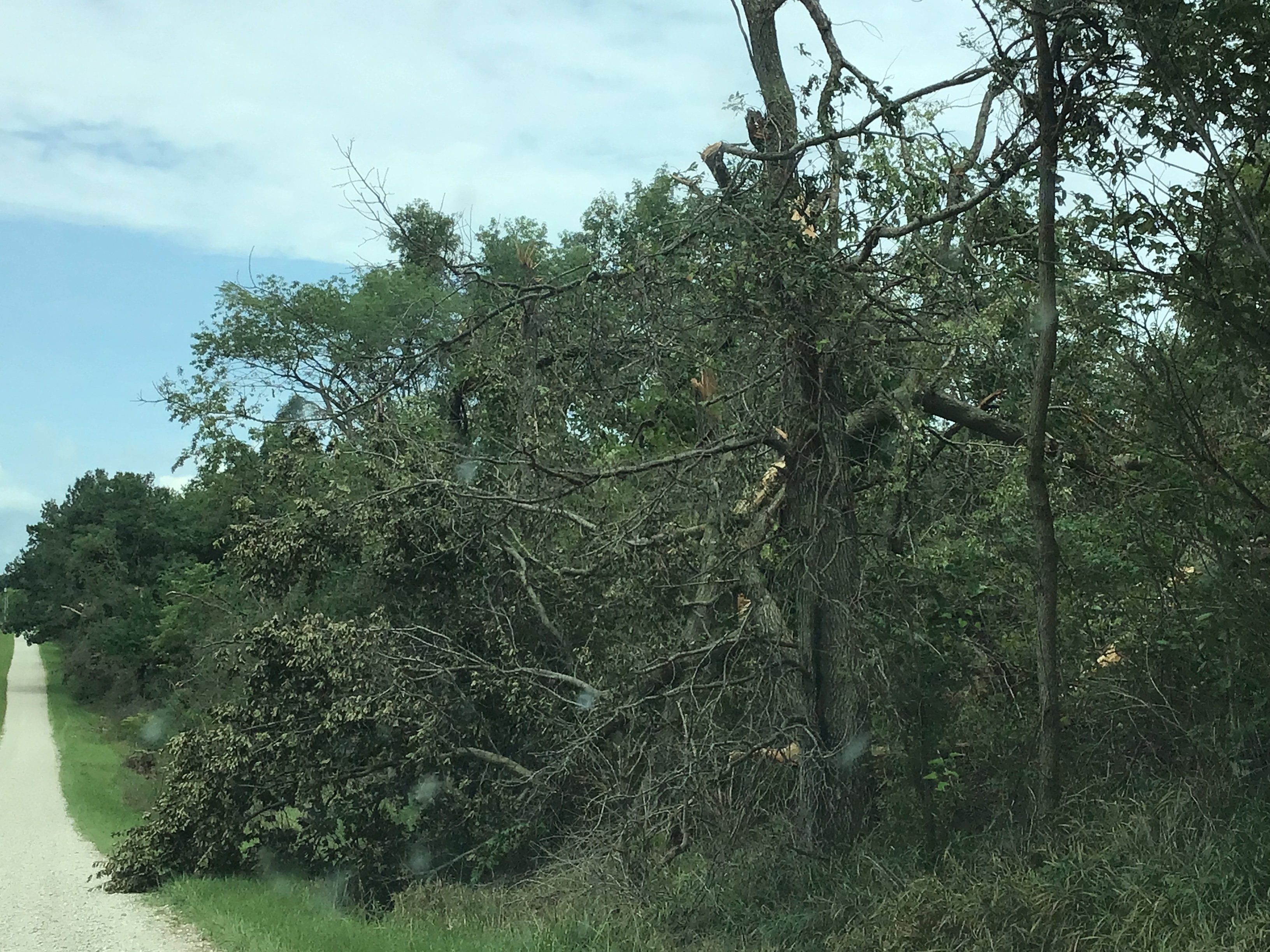 Tree damage west of Elmore