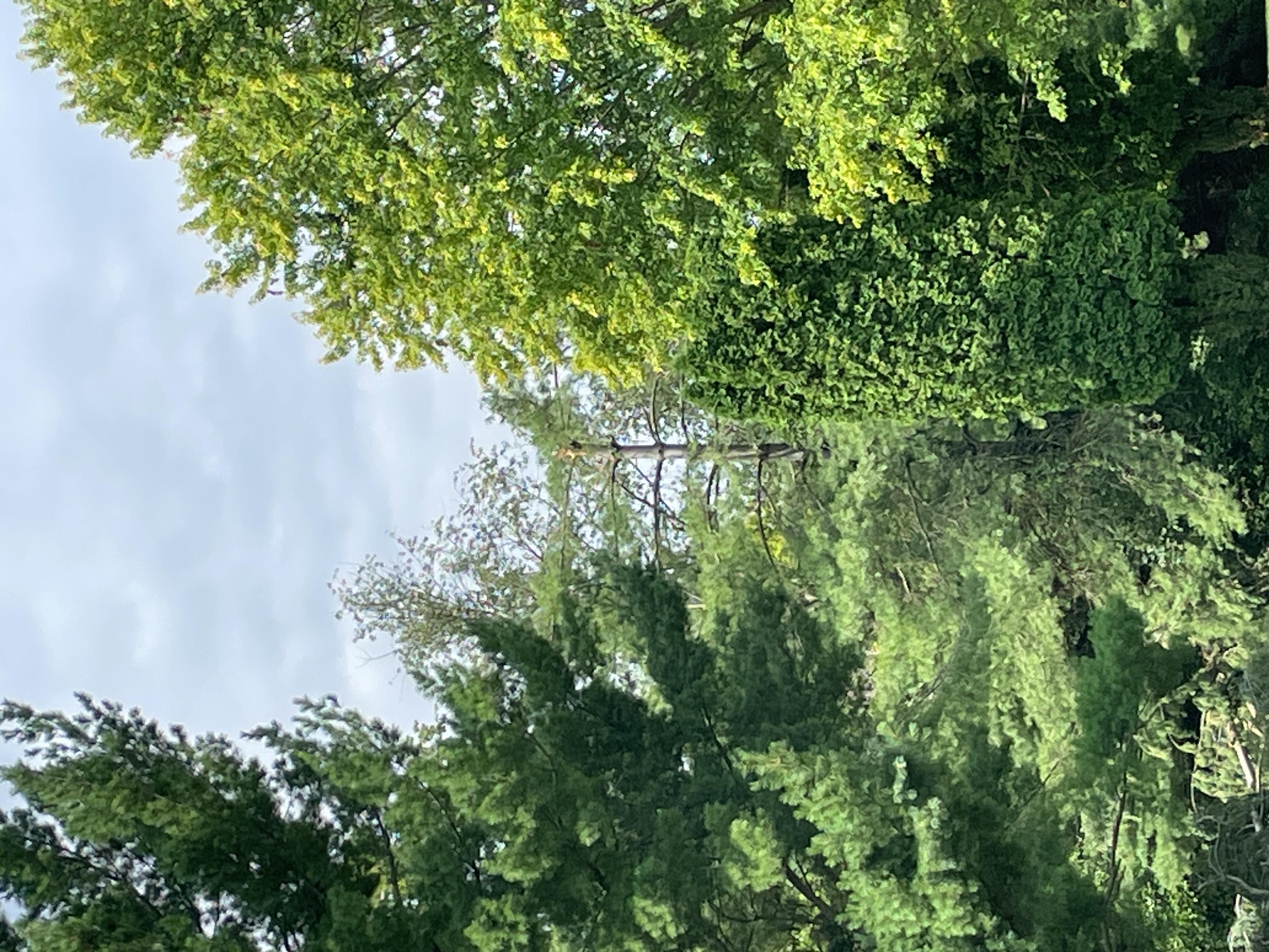 Tree damage near start of track