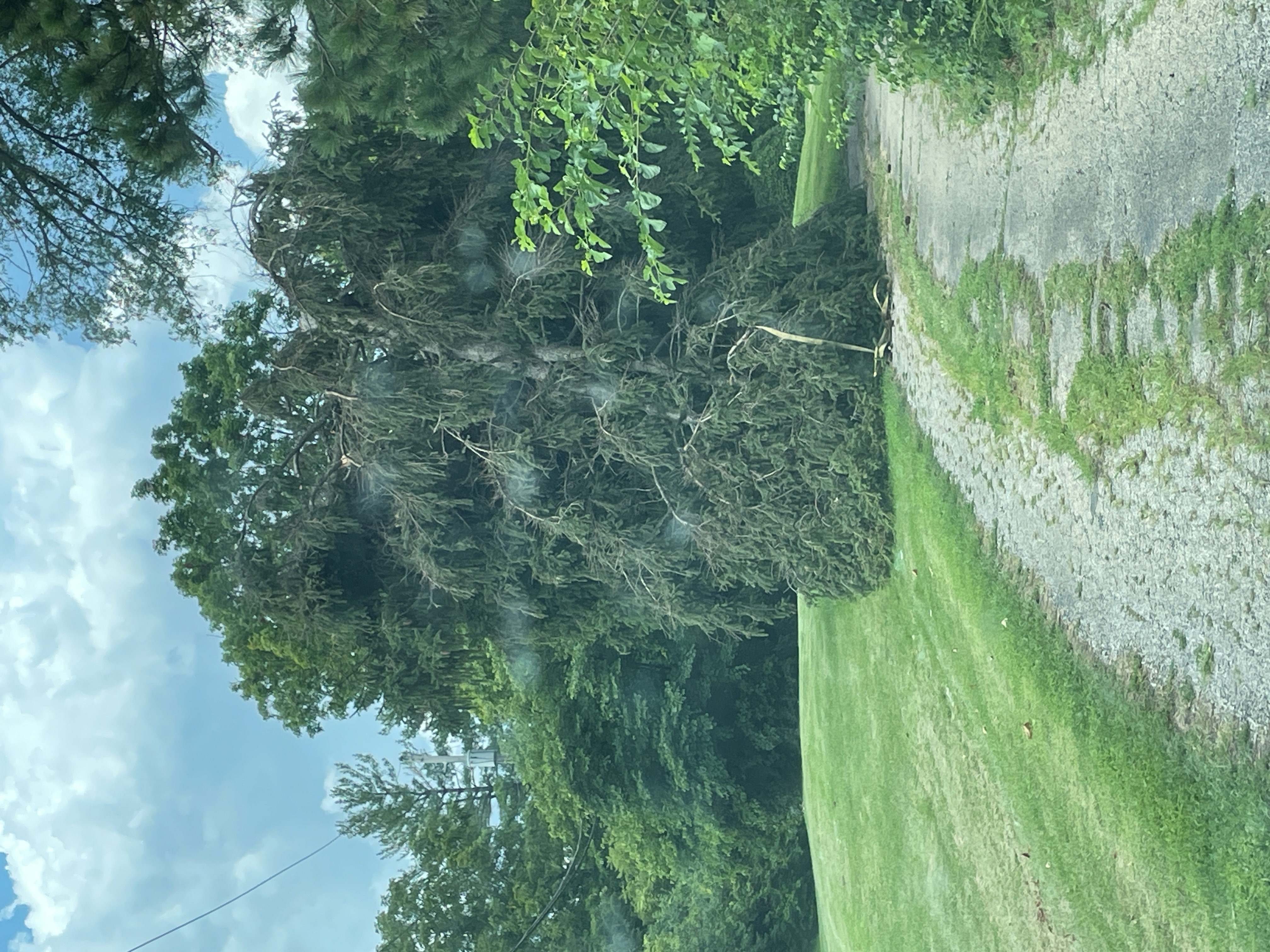 Tree damage near Illinois 116