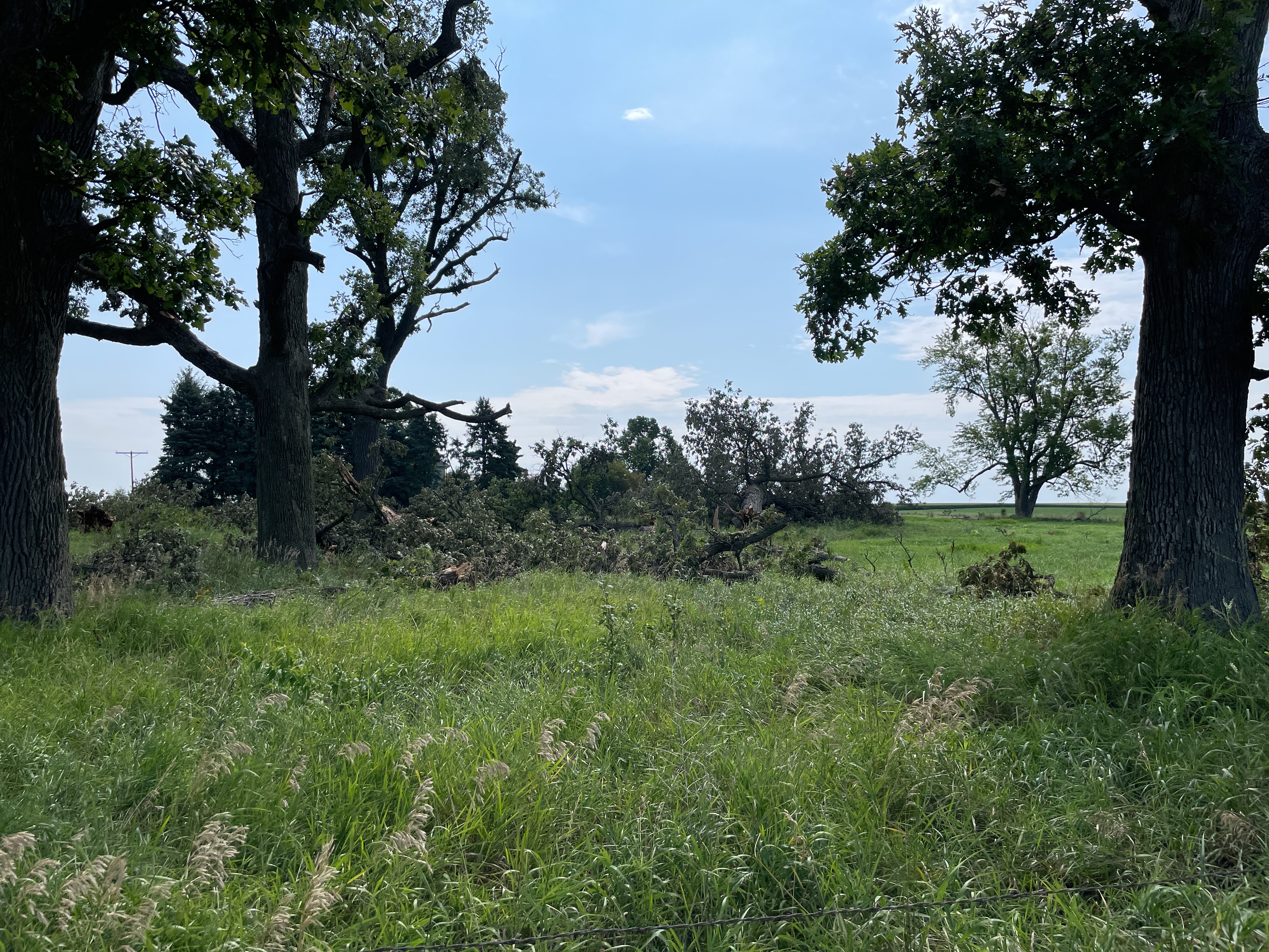 Tree damage south of county line