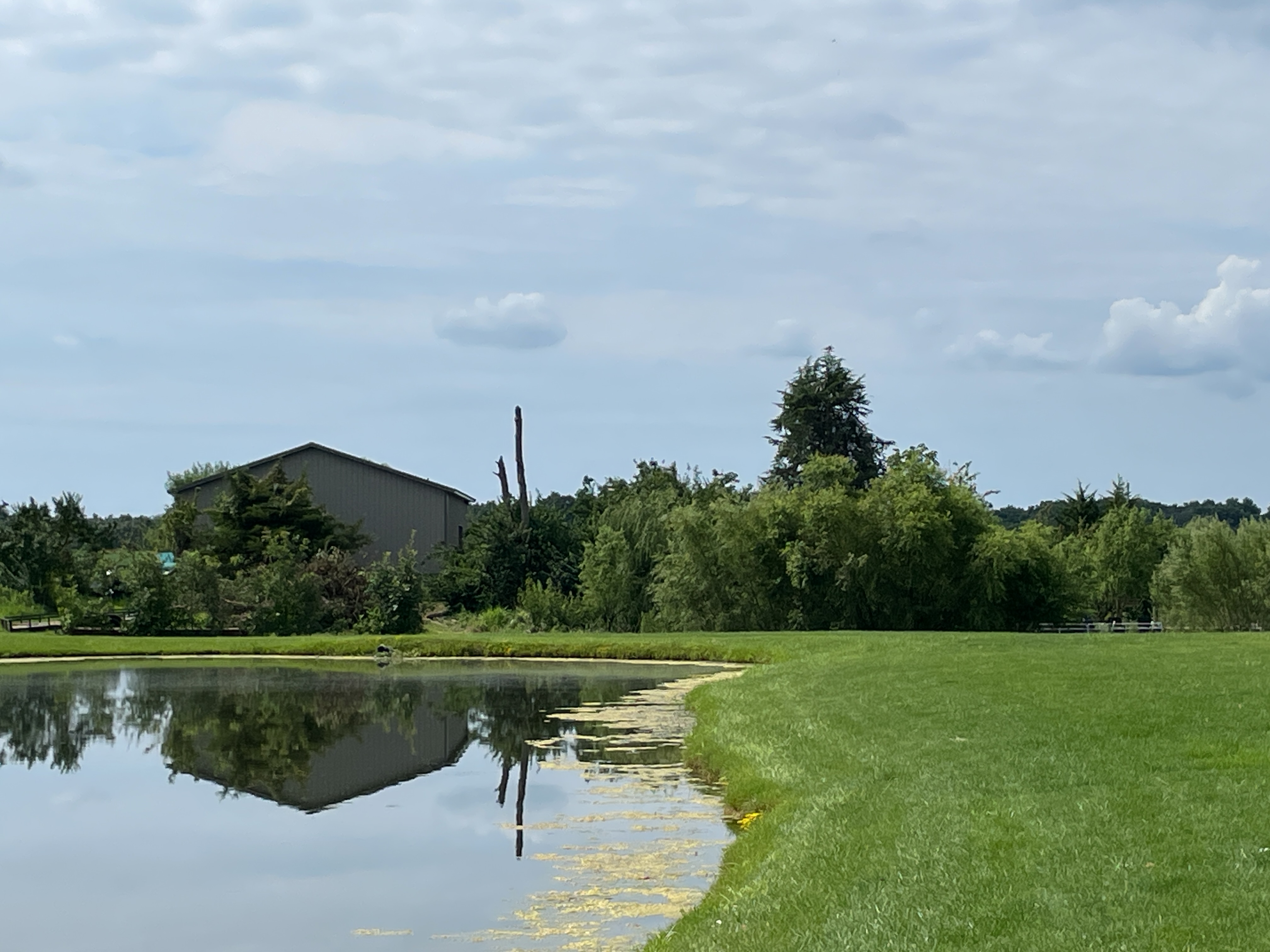 Tree damage north of county line