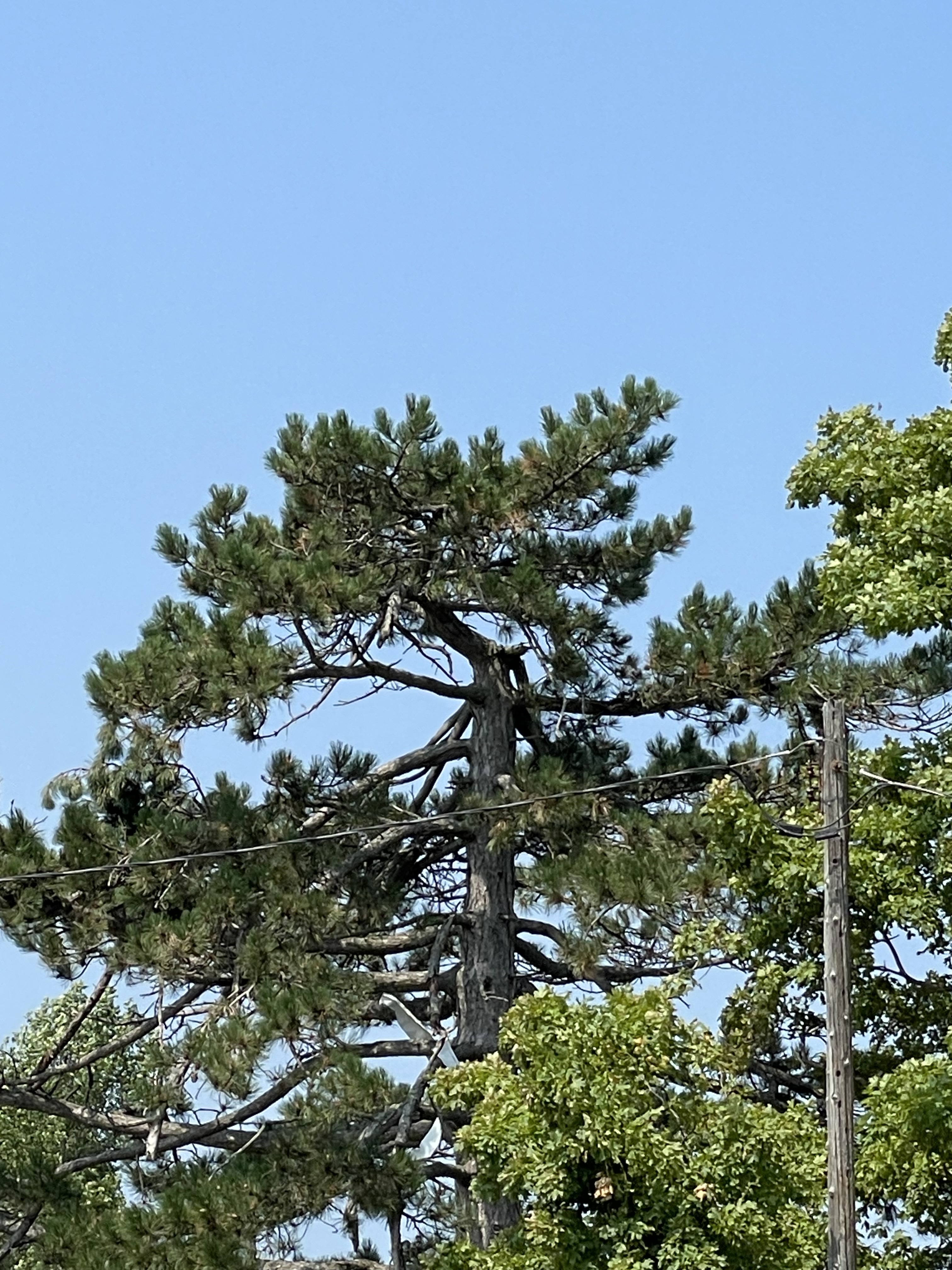 Tree top damage near start of track