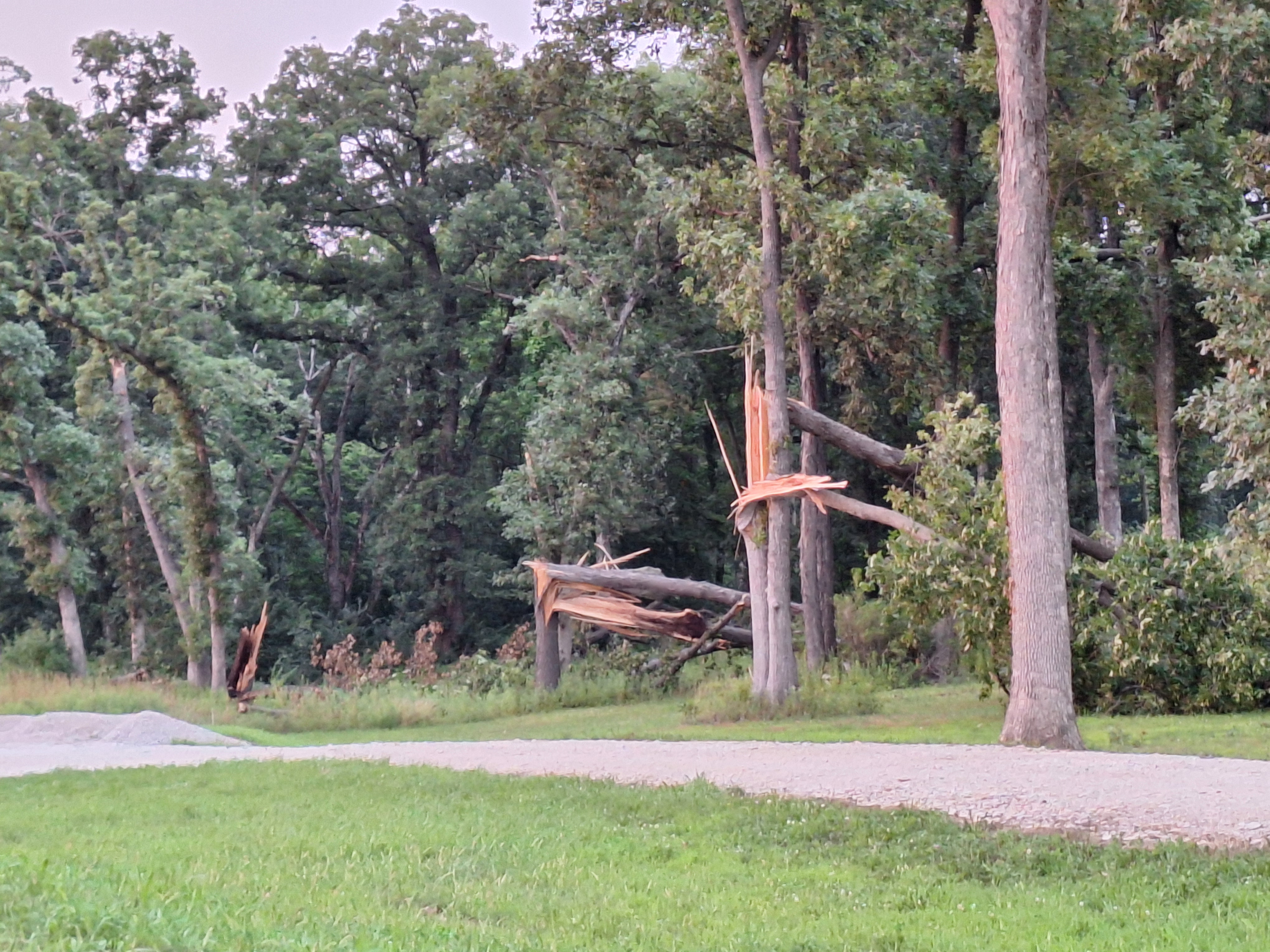 Broken trees southwest of Cazenovia