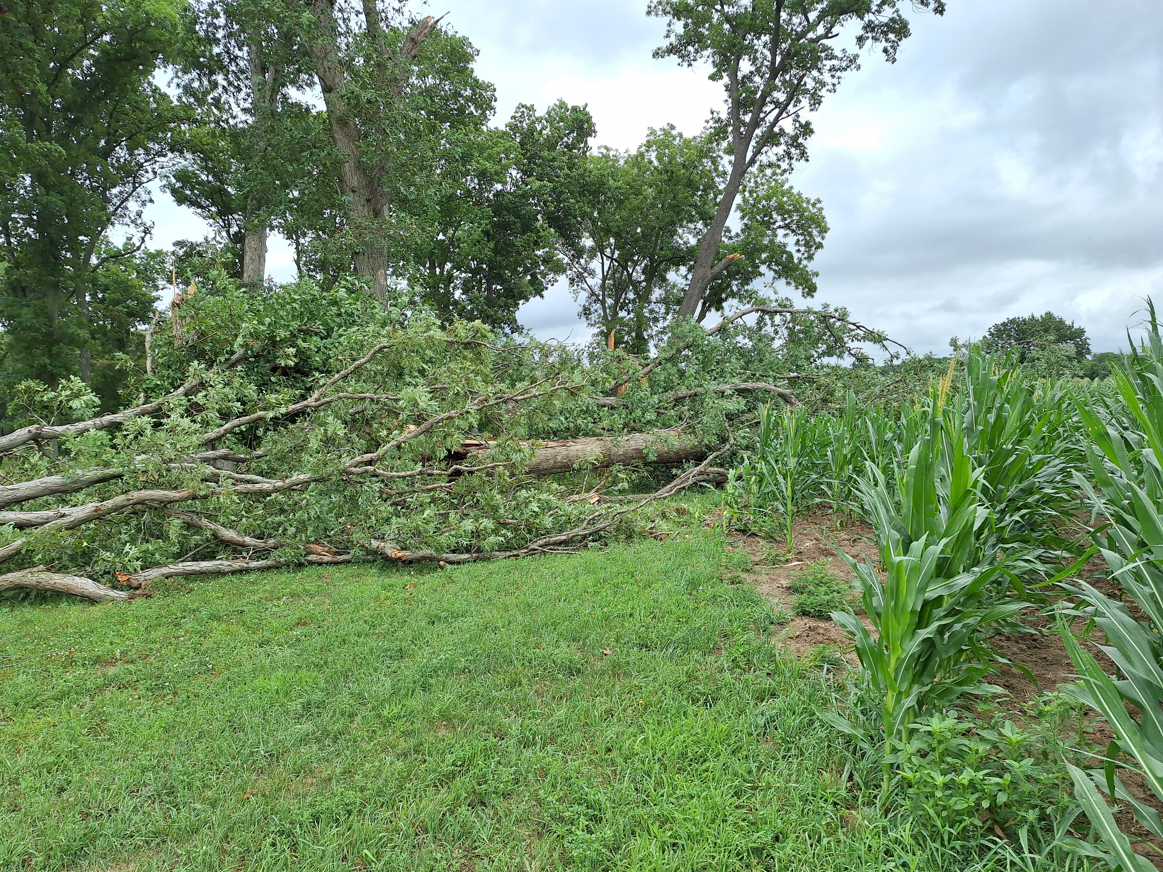 Tree damage southwest of Cazenovia