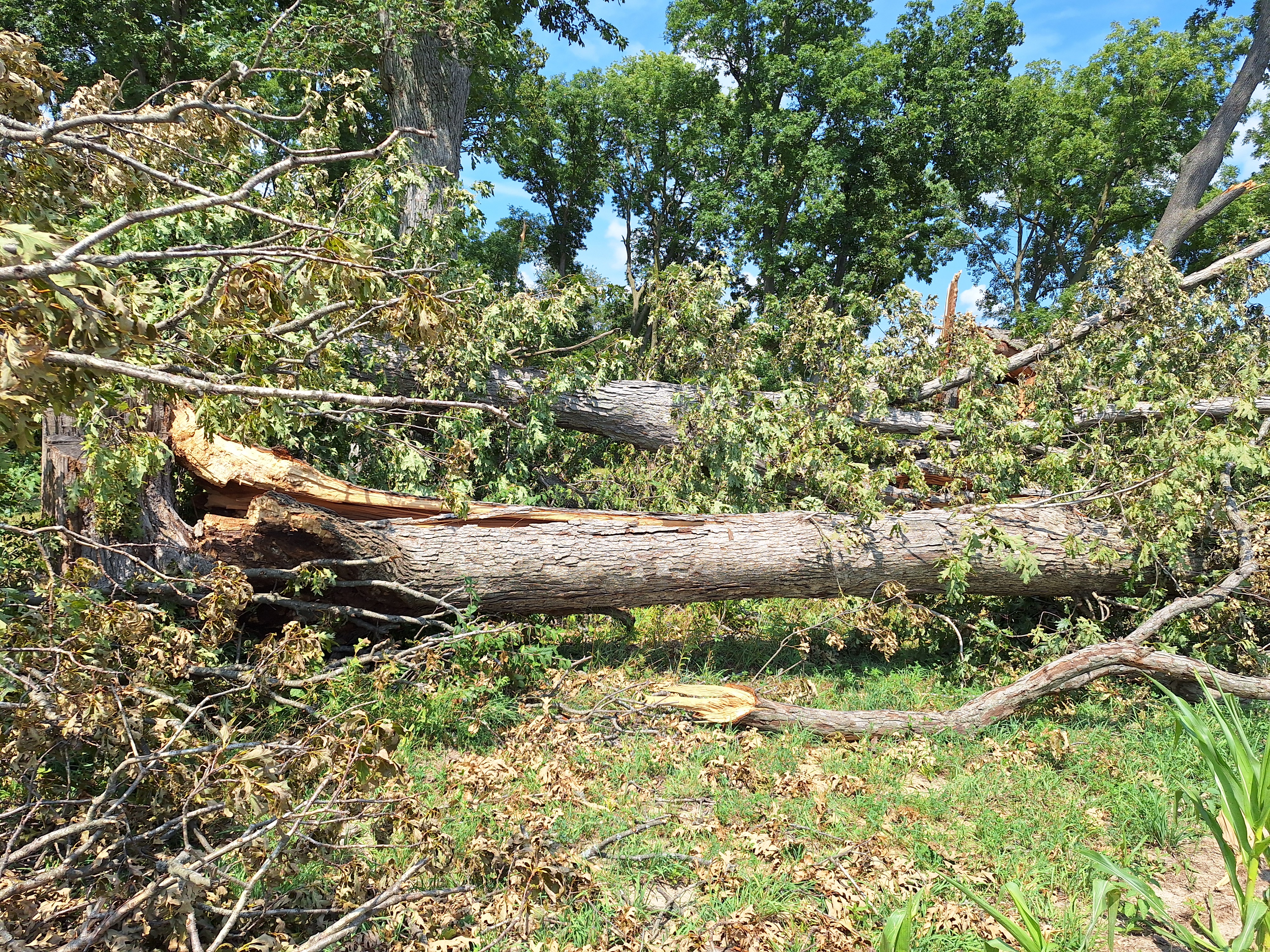 Broken trees southwest of Cazenovia