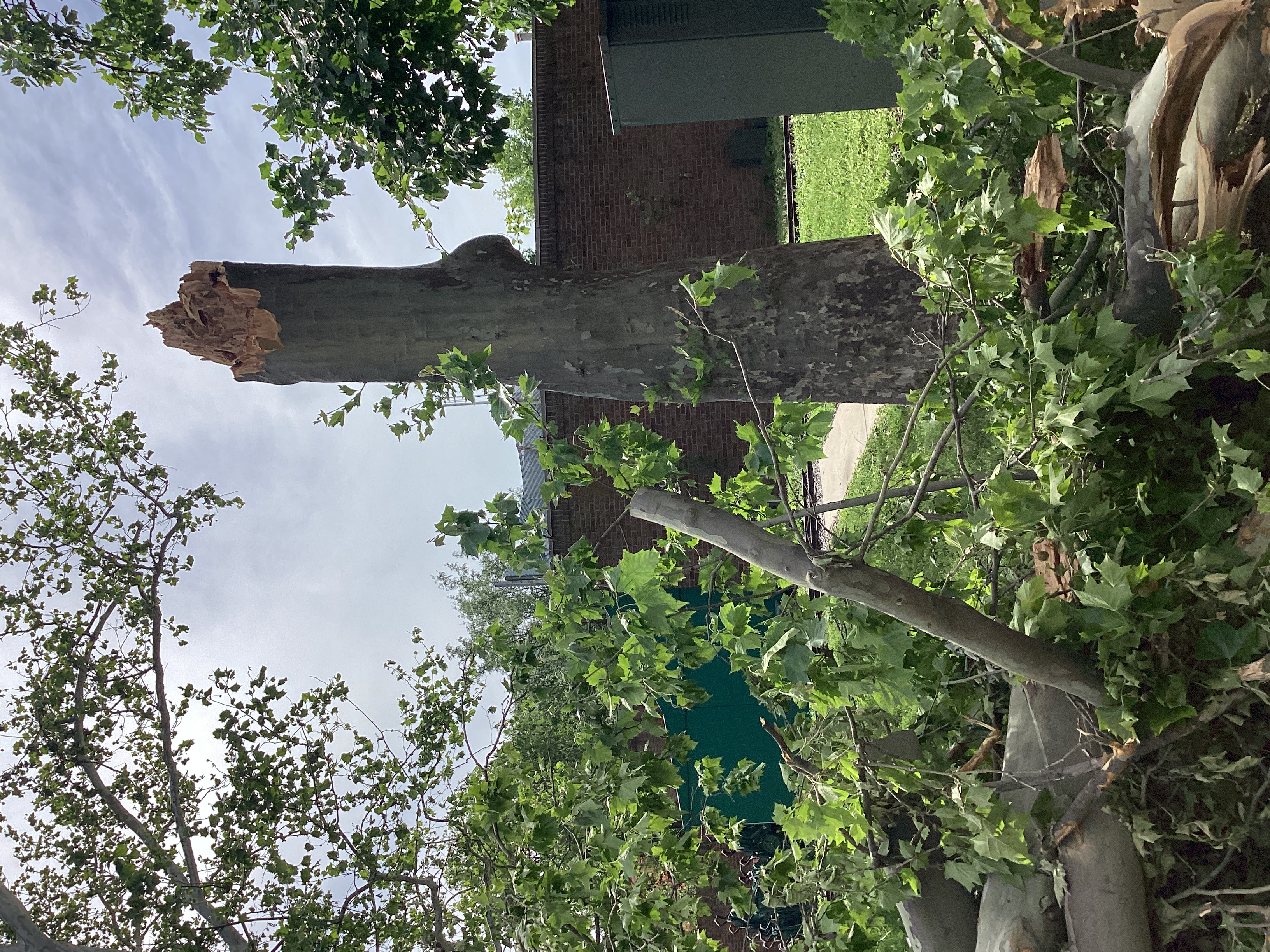 Picture from St. Louis Zoo. NWS storm survey